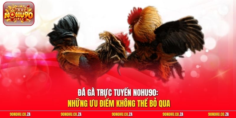 Đá Gà Trực Tuyến Nohu90: Những Ưu Điểm Không Thể Bỏ Qua