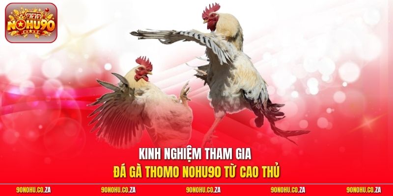 Kinh nghiệm tham gia đá gà Thomo Nohu90 từ cao thủ