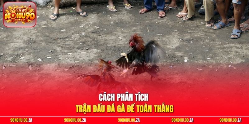 Cách phân tích trận đấu Đá Gà để toàn thắng