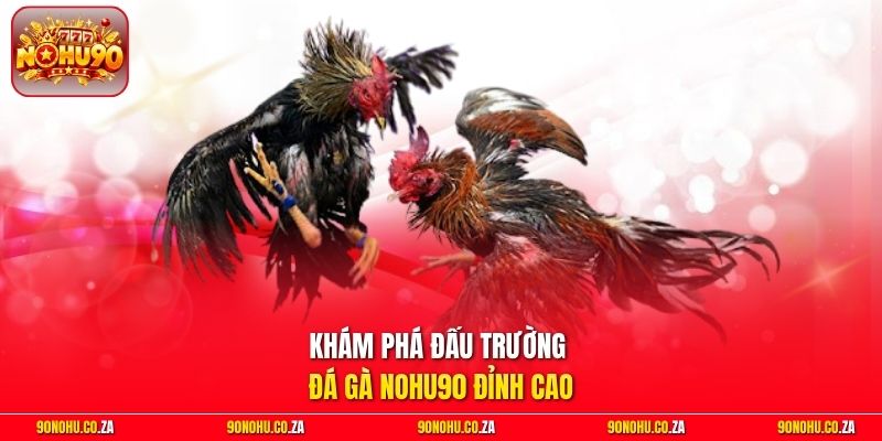 Khám phá đấu trường đá gà Nohu90 đỉnh cao